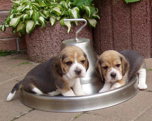 tierforum - tri-colour beagle welpen zu verkaufen: vorsicht vor