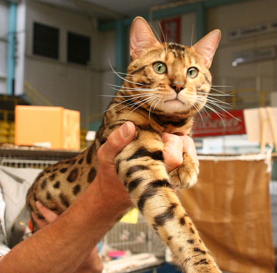 Tierforum - Inserate Betrug: Bengal Katzen für 180 Fr. - Bengal