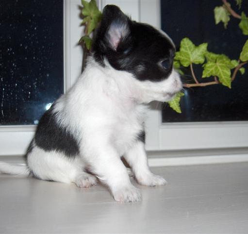 Baby Hunde Chihuahua Zu Verkaufen