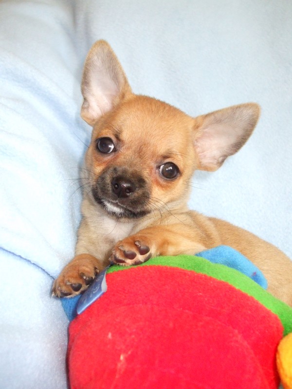Kurzhaar welpen chihuahua mini Mini Chihuahua